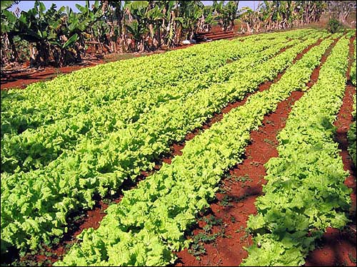 식량 위기를 유기농업으로 타개, 유기농업의 메카로 떠오른 쿠바. 사진은 쿠바의 유기농 도시 농장. 
